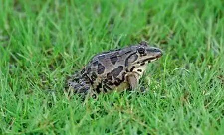 田鸡与青蛙，自然界中的相似与差异