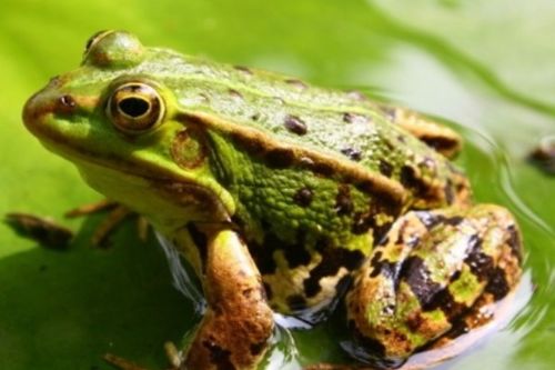 田鸡与青蛙，自然界中的相似与差异