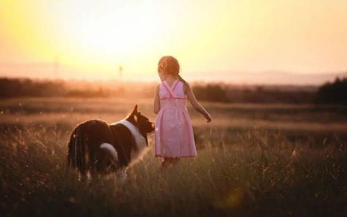 小犬与女孩，一段纯真友谊的启示