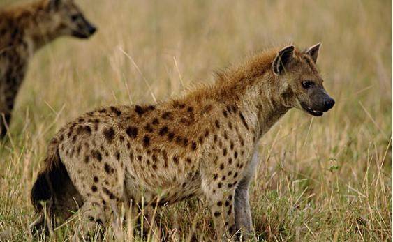 科学解惑，人类与动物交配的生物学误区