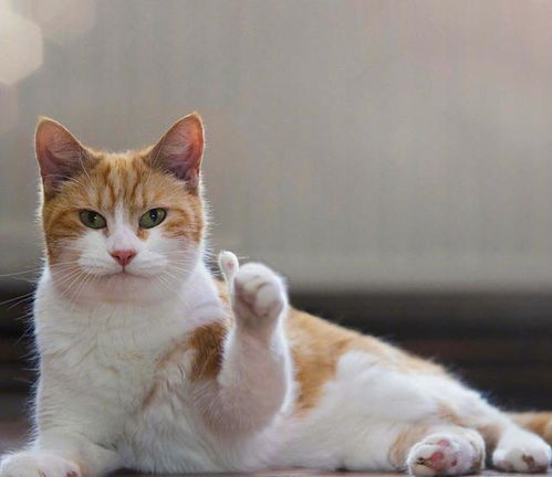 婚介收费标准，爱情市场的经济法则