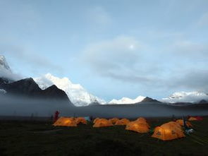 喜玛拉雅白头蛇，雪山之巅的神秘守护者