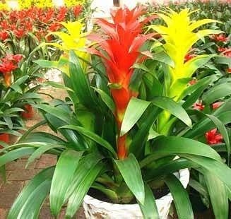 凤梨花的养护秘籍，从选种到开花的全攻略