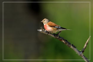 赤胸朱顶雀，自然中的小精灵