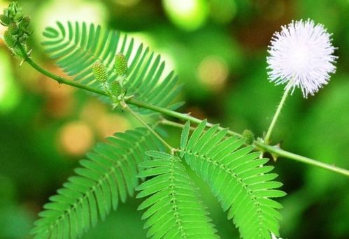 含羞草的秘密，揭秘植物界的害羞精灵