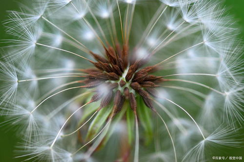 植物种子的传播方式，大自然的智慧与生存策略