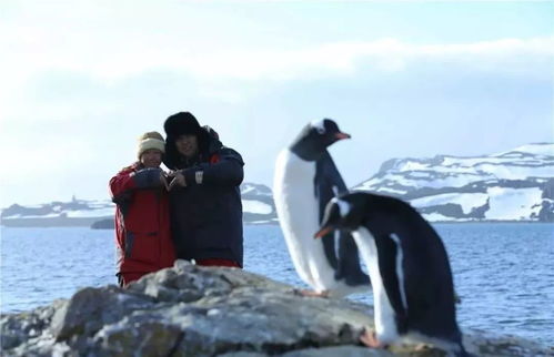 企鹅的家园，揭开南极与北极的神秘面纱