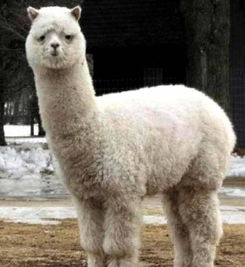 羊驼养殖网，开启生态养殖新篇章