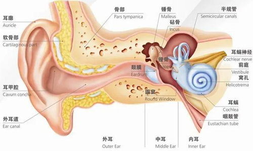 耳朵瘙痒，原因、诊断与治疗指南