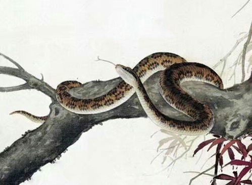 遇到蛇怎么办，冷静、机智与安全指南