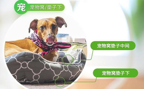 战胜家中隐形小敌人，螨虫处理全攻略