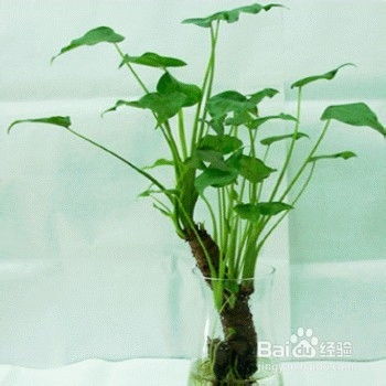 探索滴水观音的神秘之美，图片中的自然艺术