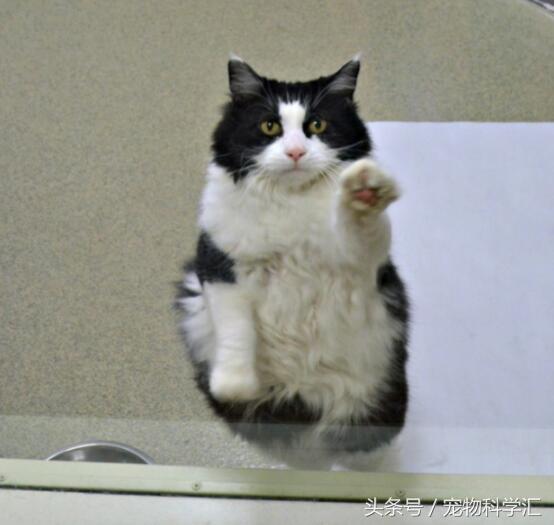 上海领养猫，开启一段温馨的陪伴之旅