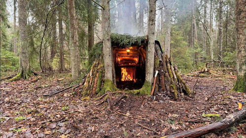 探秘挪威森林，自然的宝库与心灵的庇护所