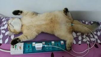 猫眼世界，揭秘小猫图片背后的温暖故事