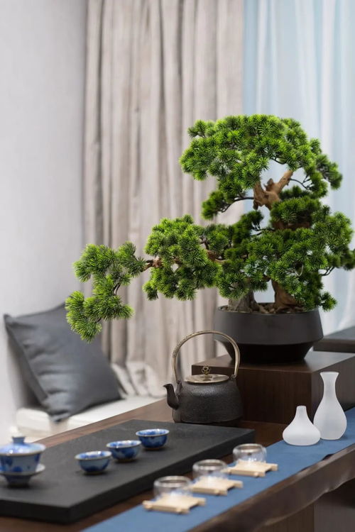 金盏花的奥秘，自然之美与文化象征