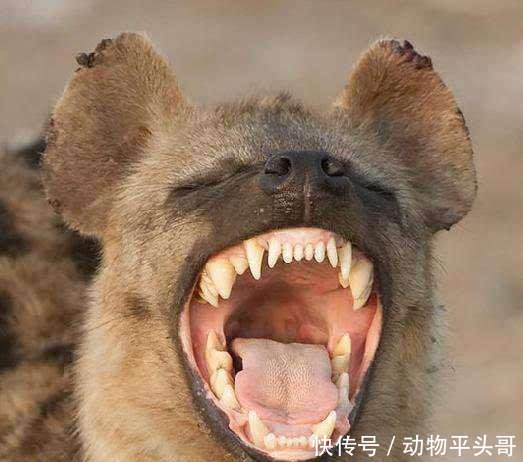 鬣狗与藏獒，两种猛兽的对决