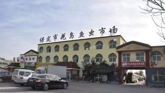 天津花鸟鱼虫市场，探索城市中的自然绿洲