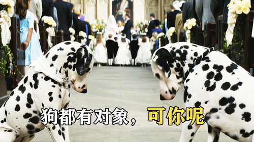 101斑点狗，经典动画电影的数字化传承与下载指南