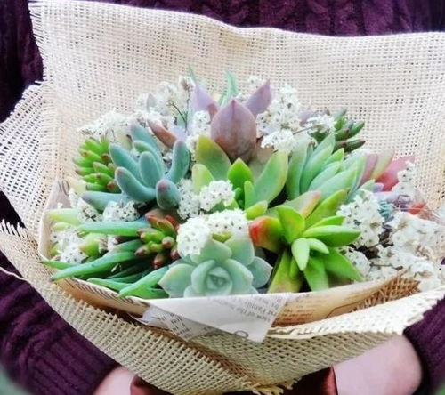 探索多肉界的奢华，十大最贵多肉植物的奥秘