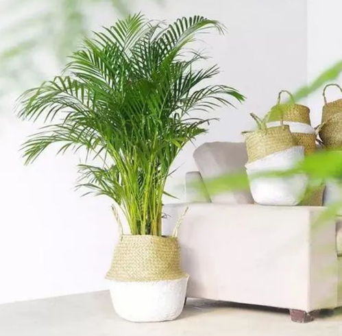 绿意盎然，散尾葵的养护秘籍与室内装饰艺术