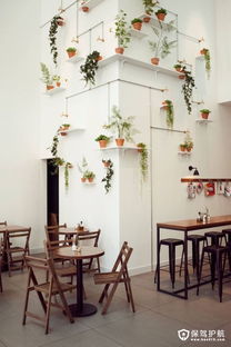 绿意盎然，散尾葵的养护秘籍与室内装饰艺术