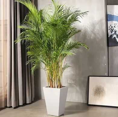 绿意盎然，散尾葵的养护秘籍与室内装饰艺术