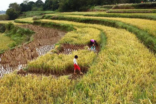 农村选举法，民主的田野，公平的种子