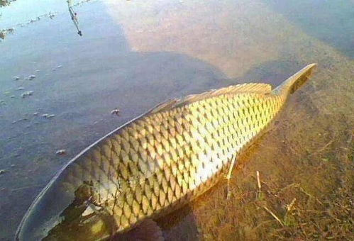 植物的传播方法，大自然的快递服务