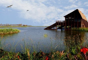 崇明岛一日游，探索上海的绿色瑰宝