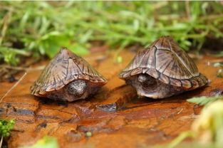 探索养龟与风水，和谐共生的艺术