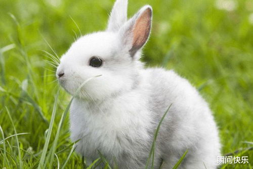 探索兔子的多彩世界，如何欣赏和理解兔子图片