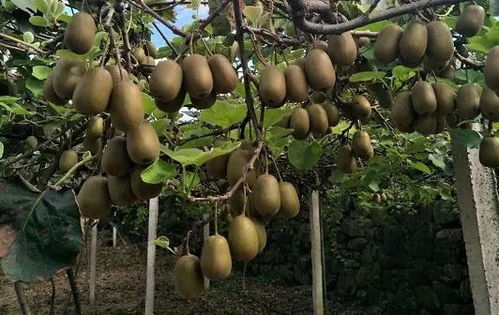 摇钱树苗的种植秘籍，从种子到财富的绿色之旅