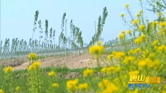 摇钱树苗的种植秘籍，从种子到财富的绿色之旅