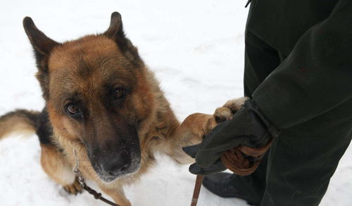 电影中的狼狗，银幕上的忠诚与野性