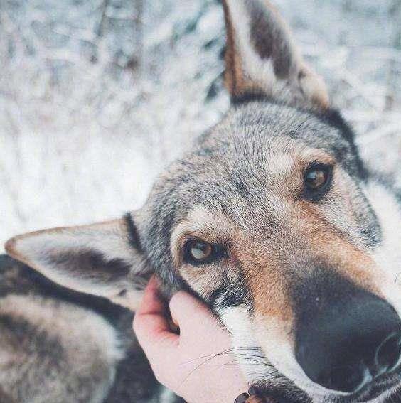 电影中的狼狗，银幕上的忠诚与野性