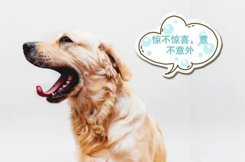 理解狗咬死小孩事件，预防、教育与责任