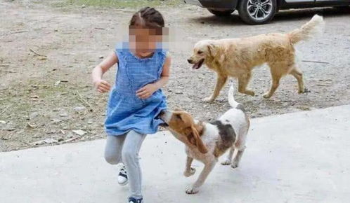 理解狗咬死小孩事件，预防、教育与责任