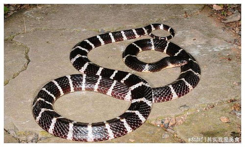 致命的银环，了解银环蛇咬伤的严重性与应对策略