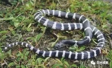 致命的银环，了解银环蛇咬伤的严重性与应对策略