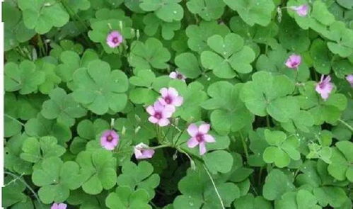 探索红花酢浆草，自然之美与园艺价值