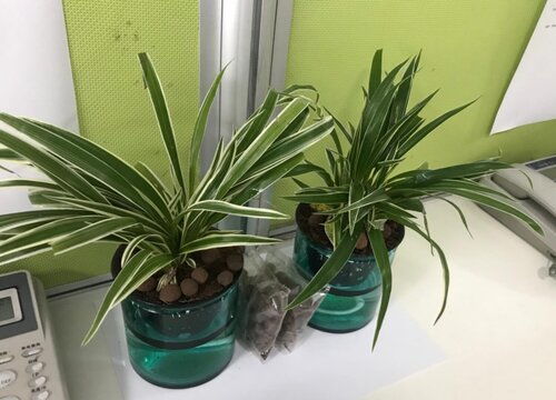 梨花的奥秘，探索其美丽的样子、颜色、气味和形状