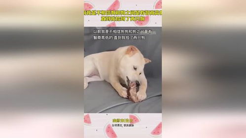 不会叫的狗，沉默中的力量与智慧