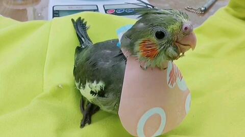 鹦鹉交易背后的法律与道德，一个案例的深思