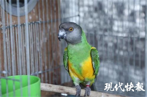 鹦鹉交易背后的法律与道德，一个案例的深思