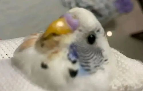 鹦鹉交易背后的法律与道德，一个案例的深思