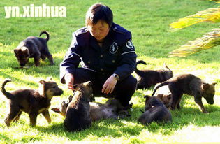 南昌警犬基地，忠诚伙伴的摇篮与守护者