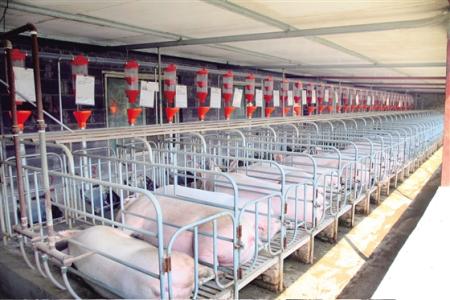 獭兔全自动养殖设备，高效、智能、环保的养殖新趋势