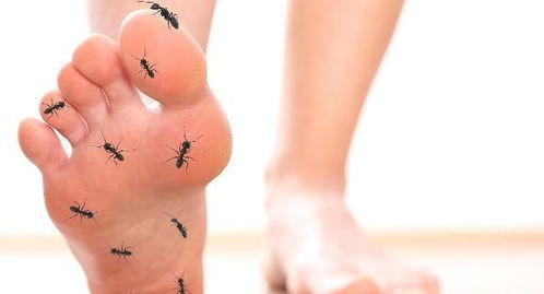 跳蚤咬伤的警示信号，通过症状图片识别和应对