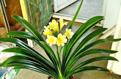 君子兰，价值与养护的艺术